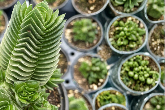 Buddha's Temple Crassula Live Succulent | 2 Inch Potted Plant | Rare Geometric Succulent | Crassula Buddha's Temple | Collector Plant