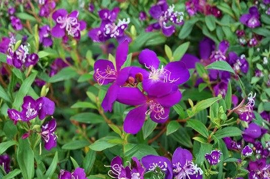 Tibouchina Athens Live Plant | 5–6 Inch Purple Flowering Starter Plant | Tropical Princess Flower Shrub | Patio Garden Plant