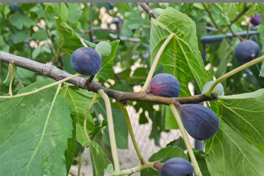 Black Mission Fig Live Plant | Ficus carica Fruit Tree | Rooted Fig Starter Plant | Edible Garden Tree | Patio Container Fig