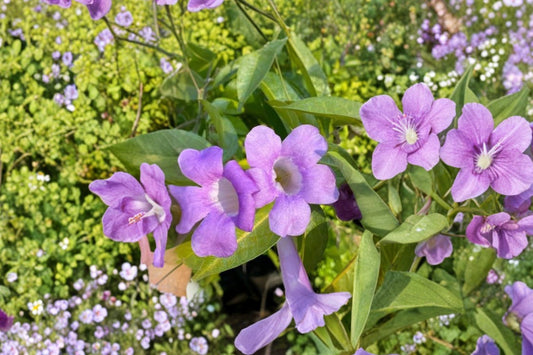 Garlic Vine Live Plant | Mansoa alliacea | Purple Trumpet Flowering Vine | Tropical Climbing Starter Plant | Spring Fall Blooms