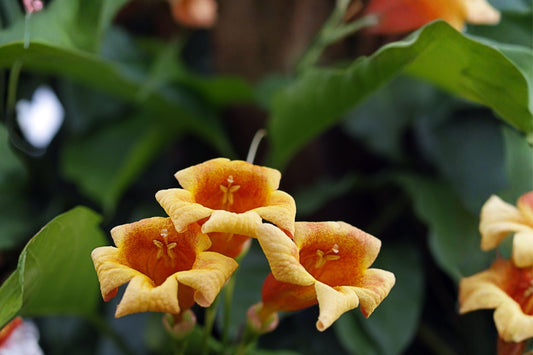 Golden Crossvine Live Plant | 1+ Ft Bare Root Vine | Bignonia capreolata | Hardy Flowering Climber | Yellow Trumpet Vine
