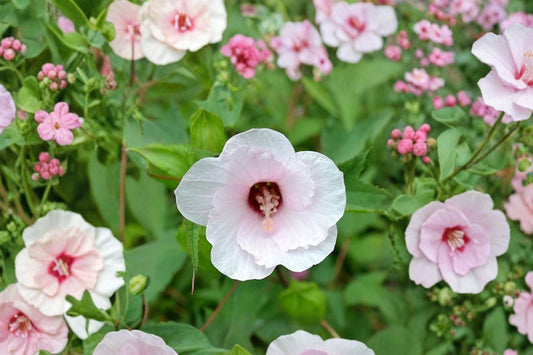 Hibiscus Laevis Live Plant | Halberdleaf Rose Mallow | Native Hardy Perennial Hibiscus | 3 Inch Potted Starter | Pink Flowers