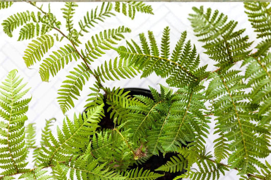 Australian Tree Fern Live Plant | 4 Inch Nursery Grown Fern | Tropical Fern Starter | Shade Loving Outdoor Indoor Plant | Ships Bare Root