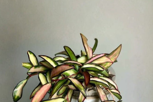 Hoya Wayetii Tricolor Live Plant | Variegated Wax Vine | Pink Cream Hoya Houseplant | Rooted Trailing Plant in 4" Pot