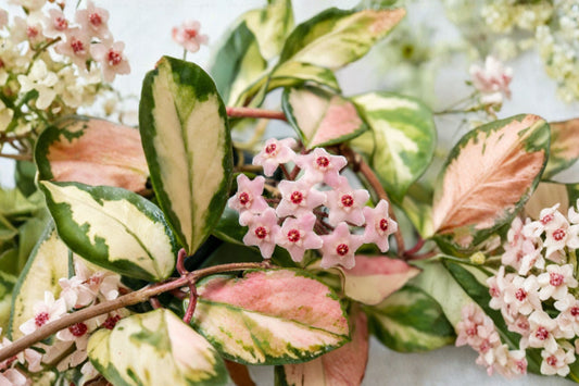 Hoya Wayetii Tricolor Live Plant | Variegated Wax Vine | Pink Cream Hoya | Trailing Houseplant | Rooted Plant in 4" Pot