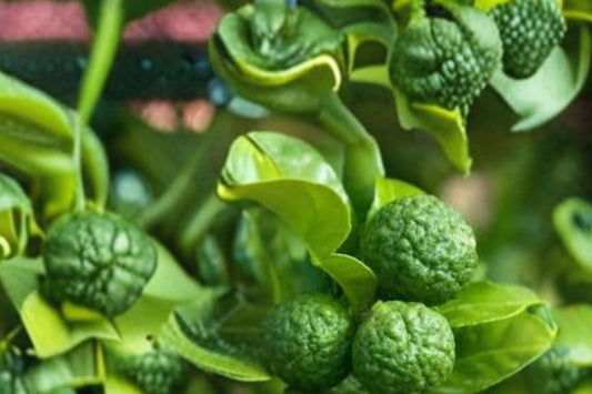 Makrut Lime Live Plant | Citrus Hystrix Seed Grown Starter | Kaffir Lime Tree | Fragrant Citrus Leaves | Tropical Edible Garden Plant