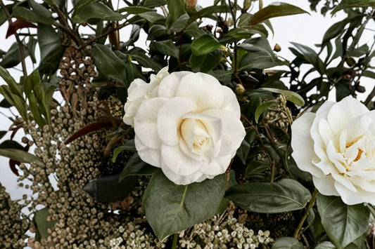 Seafoam Camellia Japonica Live Plant | Variegated Camellia Starter | Highly Variable Blooms | Evergreen Flowering Shrub