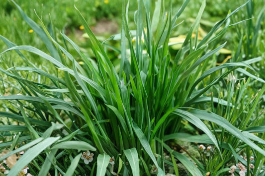 50 Garlic Chives Live Plants | Bare Root Chinese Chives | Allium Tuberosum | Organic Non-GMO Perennial Herb | 老韭菜根