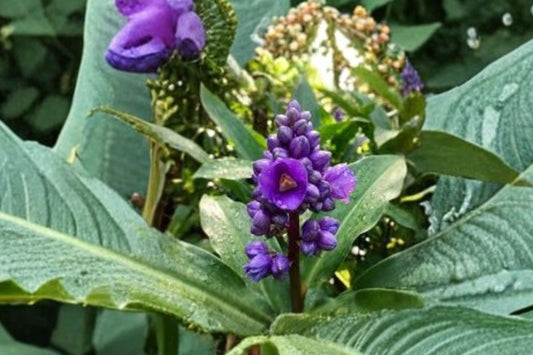 Sapphire Blue Ginger Live Plant | Dichorisandra thyrsiflora Starter | Blue Ginger Flowering Tropical Plant | Rare Garden Plant