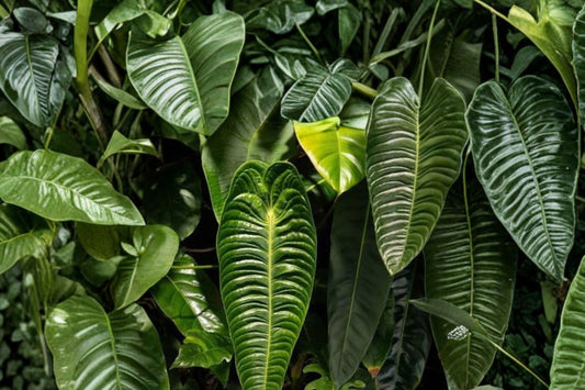 King Anthurium Veitchii Live Plant | Well Rooted Starter | Rare Tropical Houseplant | Long Ribbed Leaf Anthurium | Collector Plant