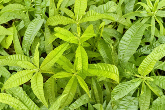 Lemon Verbena Live Plant | Aloysia citrodora | Aromatic Culinary Herb | 4 Inch Nursery Grown Plant | Ships Without Pot