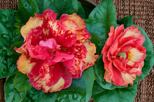 Hibiscus Cajun Color High Definition Live Plant | Tropical Hibiscus Starter | Exotic Flowering Shrub | Patio Container Plant