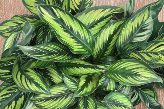Calathea Beauty Star Live Plant | Prayer Plant in 4" Pot | Striped Tropical Houseplant | Indoor Foliage Plant | Calathea Ornata