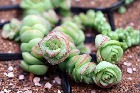 Crassula Jade Necklace Succulent Seeds | 25 Seeds Pack | Rare Crassula Seeds | Unique Succulent Plant Seeds | US Seller