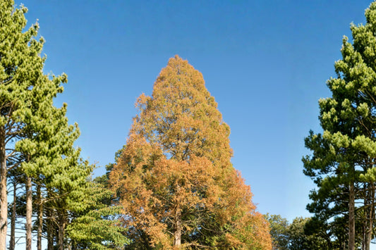 3 Dawn Redwood Live Trees | Metasequoia glyptostroboides | Starter Plants | Fast Growing Deciduous Conifer | Landscape Trees