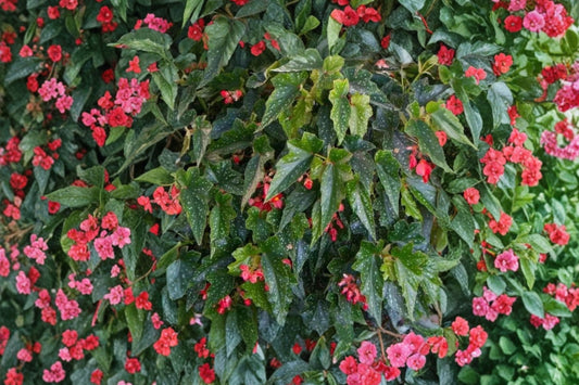 Angel Wing Begonia Torch Red Live Plant | Rooted Starter Houseplant | Red Flowering Begonia | BUY 2 GET 1 FREE