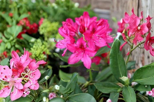 Nova Zembla Rhododendron Live Plant | Red Flowering Evergreen Shrub | Hardy Rhododendron Starter Plant | 1 Live Plant