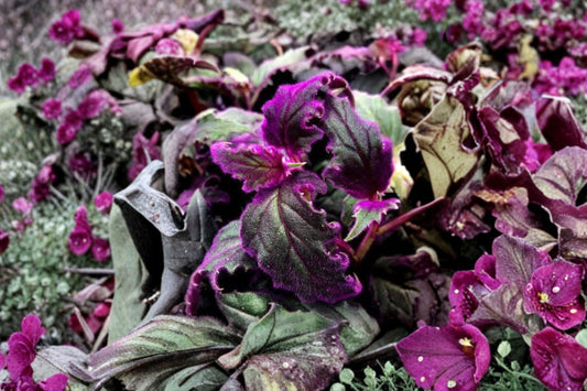 Purple Passion Plant Live | Gynura aurantiaca | Purple Velvet Houseplant | Fuzzy Purple Foliage | Rooted Tropical Indoor Plant