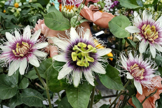Sweet Sunrise Passion Fruit Live Plant | Passiflora edulis | Self Fertile Passionfruit Vine | Rooted Starter Tropical Fruit Plant