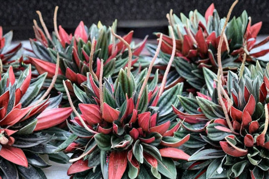 Peperomia Rosso Live Plant | 4 Inch Nursery Pot | Red Green Ripple Peperomia | Compact Tropical Houseplant | Easy Care Indoor Plant