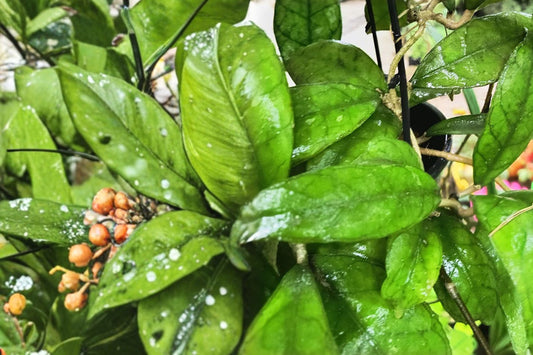 Hoya Callistophylla Live Plant | Veined Hoya Houseplant | Tropical Climbing Wax Plant | Collector Hoya in 4" Pot