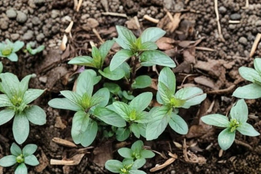 Chocolate Mint Live Plant | Mentha × piperita Chocolate | 3.5" Pot 5" Tall Starter | Aromatic Culinary Herb | Tea Garden Mint