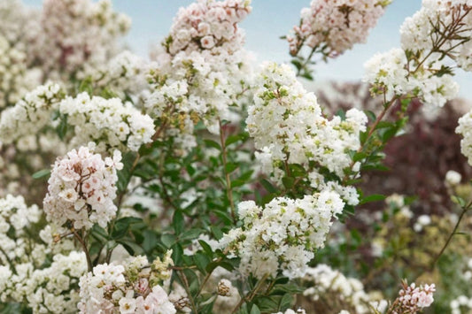 2 Snow White Crape Myrtle Live Plants | White Flowering Crepe Myrtle Starter Trees | Fast Growing Shrub | Landscape Plants