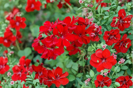 3 Rose Red Ivy Geranium Cuttings | Pelargonium Peltatum Live Unrooted Cuttings | 5–6 Inch Flowering Geranium Starts