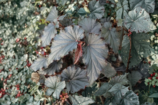 5 Angel Wing Begonia Live Plants | Assorted Rooted Starter Bundle | Cane Begonia Houseplants | Colorful Tropical Plant Pack
