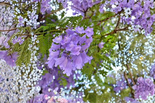 Blue Jacaranda Tree Live Plant | Jacaranda mimosifolia | 12" Tall Large Plug | Seed Grown Flowering Tree Starter