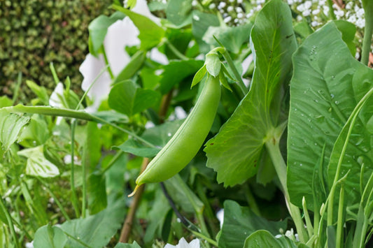 Sugar Snap Pea Live Plant | 3–6" Seedling Plug | Non-GMO Garden Pea Starter | USA Grown Vegetable Plant | Minimum 2