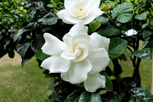 August Beauty Gardenia Live Plant | 1 Quart Fragrant White Flowering Gardenia | Evergreen Shrub | Gardenia Jasminoides