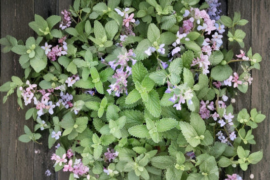 Organic Catnip Live Plant | Nepeta cataria | 4 Inch Pot | Cat Herb Plant | Perennial Pollinator Herb | Catnip for Garden