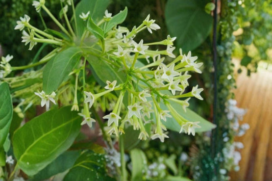 Night Blooming Jasmine Live Plant | Cestrum nocturnum | 15 Inch Fragrant Jasmine Plant | Tropical Flowering Starter Plant
