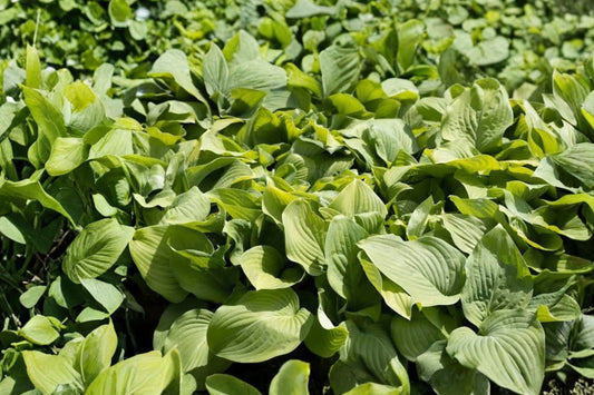 5 Live Hosta Plants | Healthy Rooted Bare Root Hostas | Green Shade Garden Perennials | Hosta Garden Plant Bundle