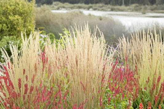 Karl Foerster Feather Reed Grass Live Plant | Calamagrostis Starter | Ornamental Grass 2.5" x 3.5" Pot | Zones 4-8