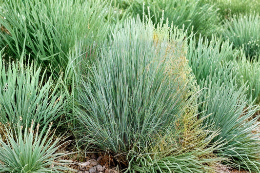 Little Bluestem Grass Live Plant | Schizachyrium scoparium | 1 Gallon Grown Bare Root | Native Ornamental Grass | Zones 3-9