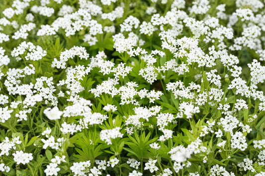 Sweet Woodruff Live Plant | Galium odoratum Starter | Shade Ground Cover Perennial | Fragrant Woodland Plant | Free Shipping