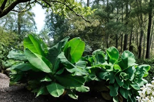 Truly Tiny Banana Live Plant | Musa acuminata Dwarf Banana | 3–6" Starter Plug | Bare Root Tropical Container Plant