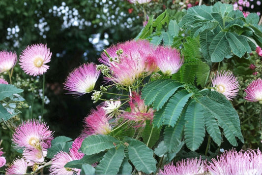 3 Pink Mimosa Tree Live Saplings | Albizia julibrissin Bare Root Seedlings | 4"+ Flowering Tree Starters | Heirloom Plants