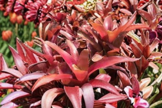 Neoregelia Fireball Bromeliad Live Pups | 5 Unrooted Plant Pups | Tropical Bromeliad Starter Plants | No Pot or Soil