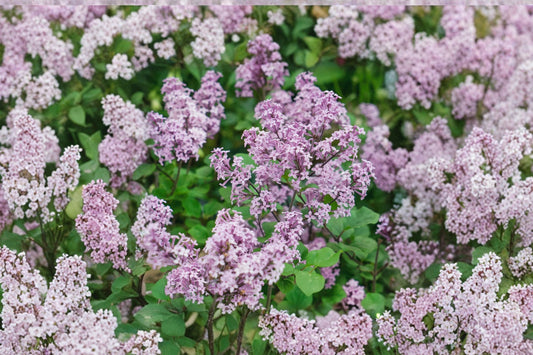 Dwarf Korean Lilac Live Plant | Syringa meyeri Palibin | 3.5" Pot | Fragrant Purple Flowering Shrub | Hardy Perennial