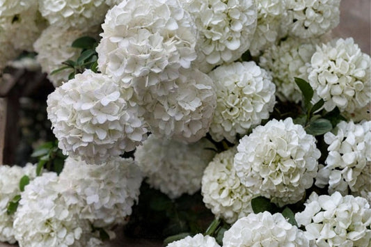 Chinese Snowball Viburnum Live Plant | Sterile Viburnum macrocephalum | 3.5" Pot | White Snowball Flowering Shrub
