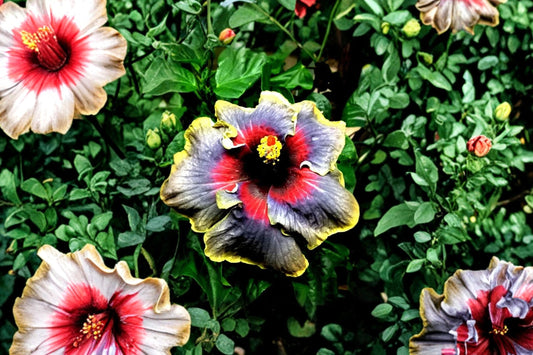 Madagascar Hibiscus Live Plant | 3–5" Rooted Starter | Hibiscus Mallow Flowering Plant | Malvaceae Garden Perennial