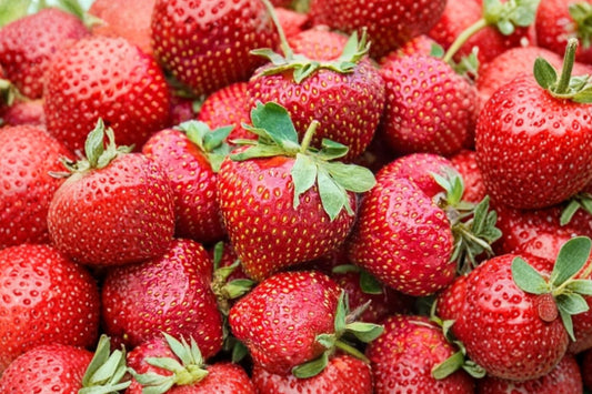10 Eversweet Everbearing Strawberry Live Plants | Healthy Rooted Plugs | Non-GMO Strawberry Plants | Garden Starter Pack