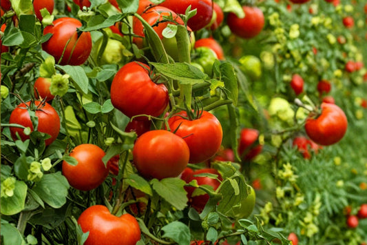 3 Beefsteak Tomato Live Plants | 6–10" Tall Rooted Tomato Starters | 60+ Day Old Vegetable Plants | Garden Tomato Seedlings