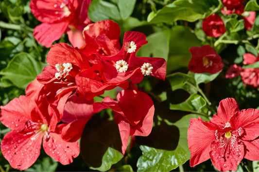 Ruby Bougainvillea Live Plant | Well Rooted Starter Plug | Vibrant Flowering Tropical Vine | Bougainvillea Starter USA Seller