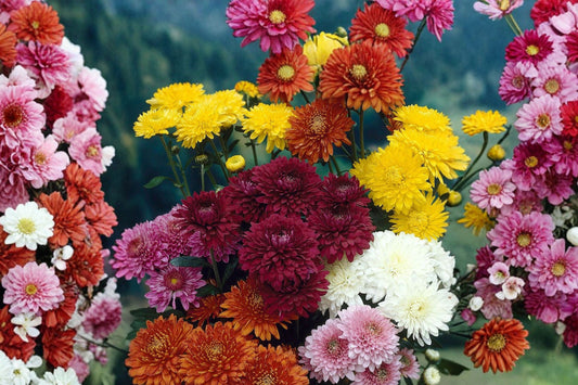 Chrysanthemum Live Plant | 5–8" Rooted Mum Starter Plant | 30–60+ Day Flowering Garden Seedling | Chrysanthemum Plug