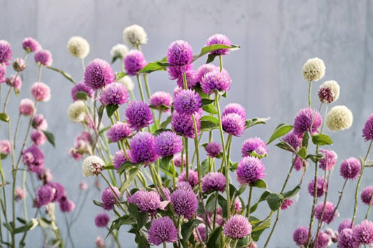 3 Ping Pong Purple Gomphrena Live Plants | Globe Amaranth Starter Plants | Purple Flower Garden Plants | Pollinator Annual