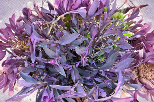 20 Purple Heart Tradescantia Cuttings | Tradescantia pallida Purpurea Live Unrooted Cuttings | 4–8" Purple Plant Starts